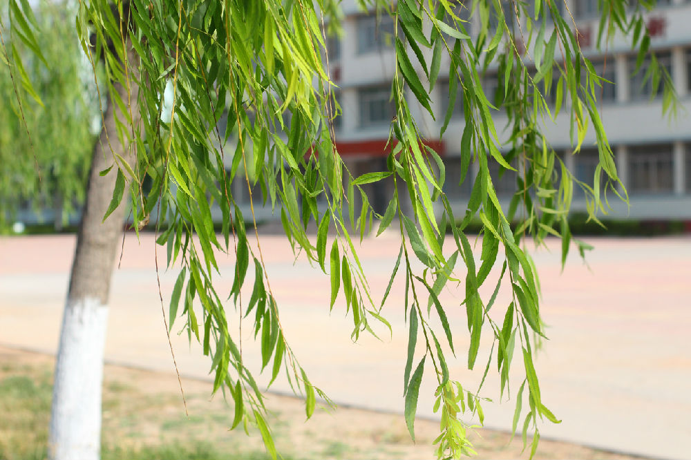 图片1